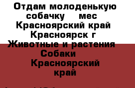 Отдам молоденькую собачку 10 мес - Красноярский край, Красноярск г. Животные и растения » Собаки   . Красноярский край